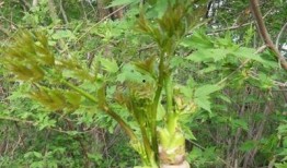 野菜生活爆料视频下载安装,揭秘视频下载安装全攻略