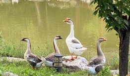 娱乐吃瓜鱼塘,吃瓜鱼塘里的那些事儿