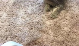 训猫视频在线观看,跟随热门视频学习高效养宠技巧